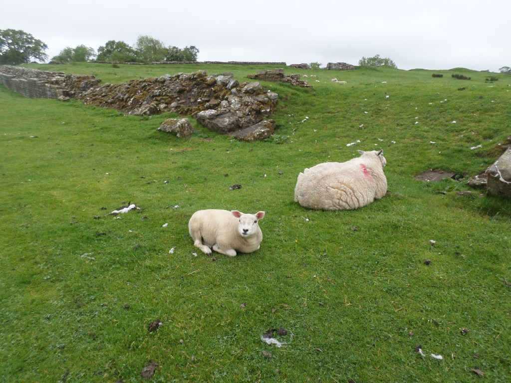 Hadrian’s Wall & Derwent&nbsp;Museum