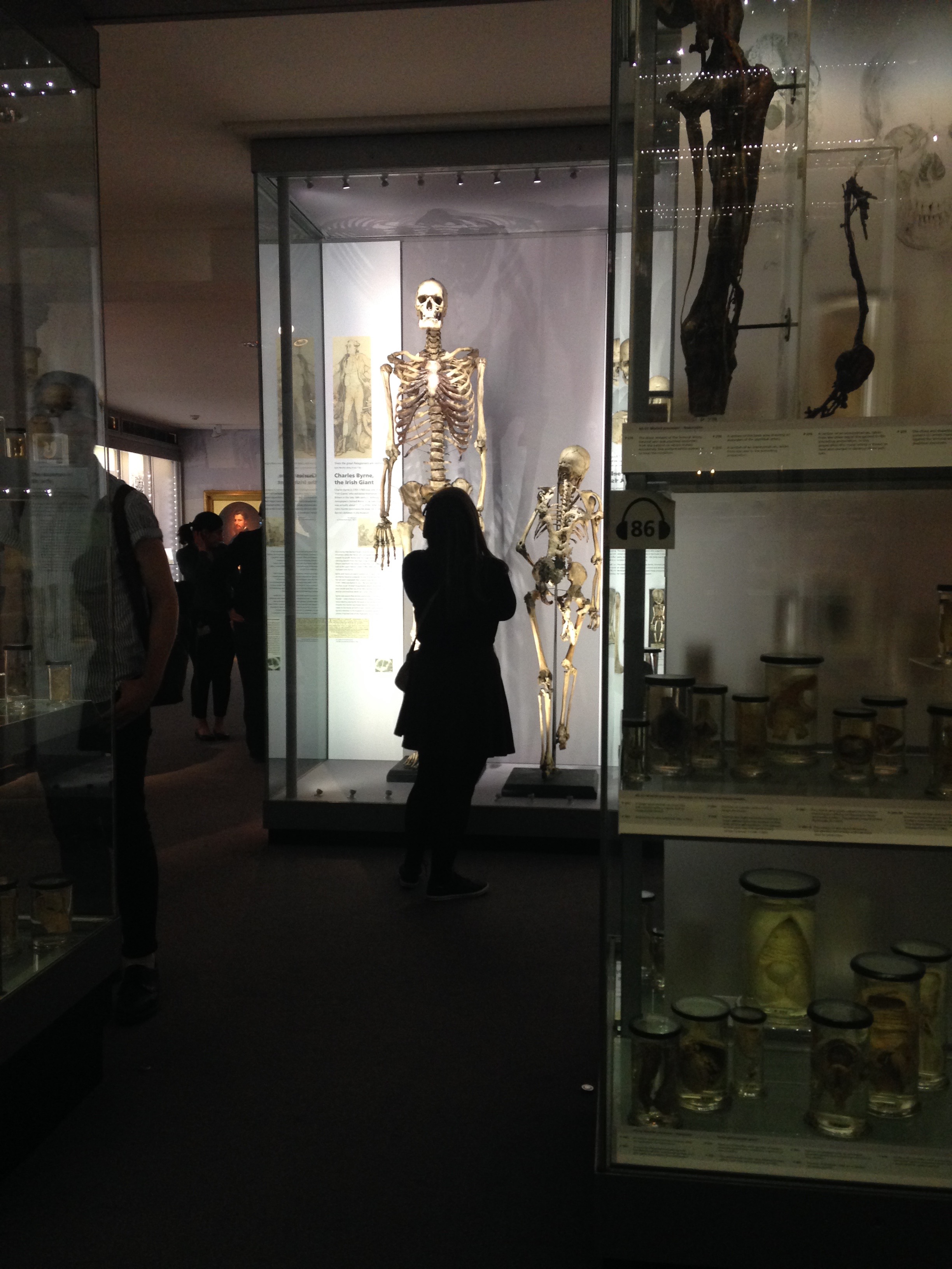 5. Irish Giant and Shadow