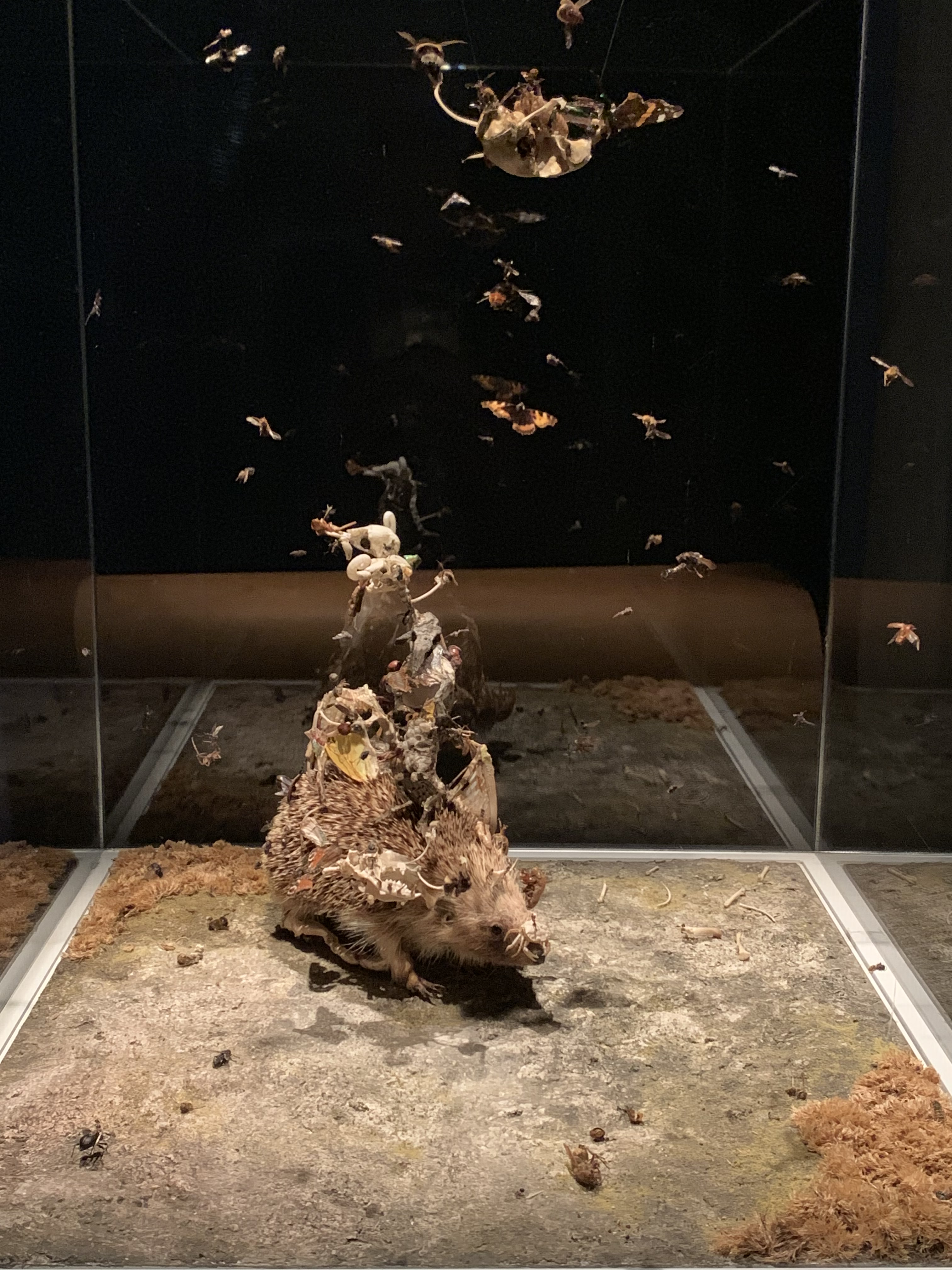 The Fairy Horde and the Hedgehog Host, Tessa Farmer