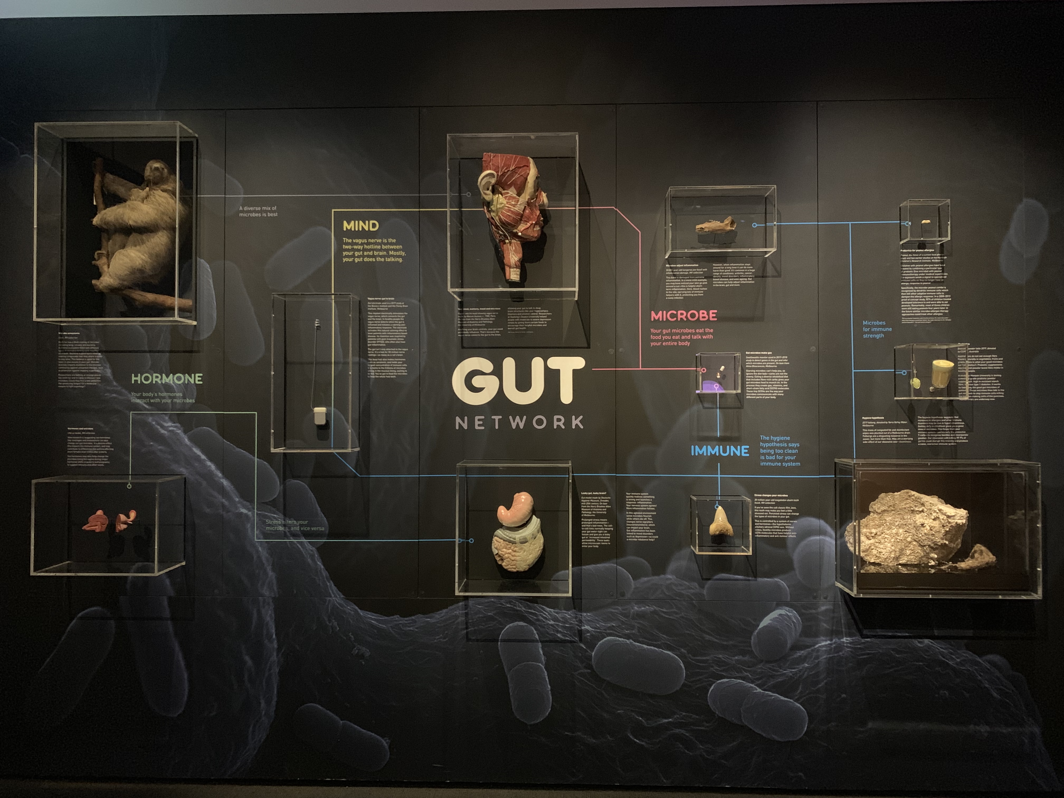 Gut Network highlighting microbe, immune, mind and hormone.
